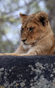 Preview wallpaper lion cub, predator, glance, animal