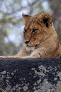 Preview wallpaper lion cub, predator, glance, animal