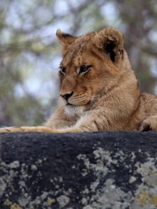 Preview wallpaper lion cub, predator, glance, animal