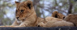 Preview wallpaper lion cub, predator, glance, animal