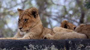 Preview wallpaper lion cub, predator, glance, animal