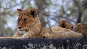 Preview wallpaper lion cub, predator, glance, animal