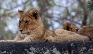 Preview wallpaper lion cub, predator, glance, animal