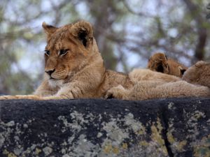 Preview wallpaper lion cub, predator, glance, animal