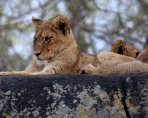 Preview wallpaper lion cub, predator, glance, animal