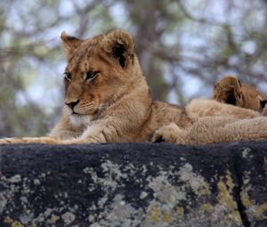 Preview wallpaper lion cub, predator, glance, animal