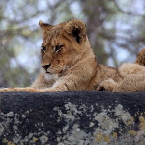 Preview wallpaper lion cub, predator, glance, animal