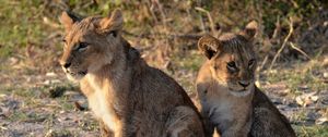 Preview wallpaper lion cub, predator, paws, cute, animal