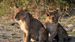 Preview wallpaper lion cub, predator, paws, cute, animal