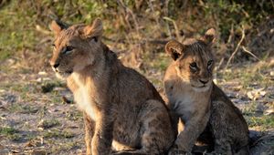 Preview wallpaper lion cub, predator, paws, cute, animal