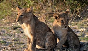 Preview wallpaper lion cub, predator, paws, cute, animal