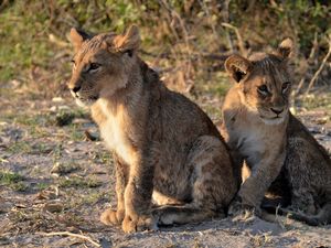 Preview wallpaper lion cub, predator, paws, cute, animal