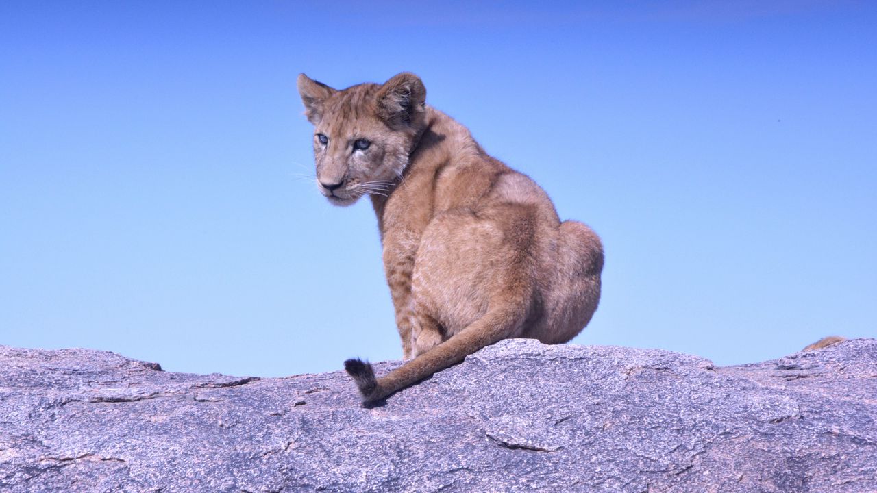 Wallpaper lion cub, predator, rock