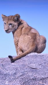 Preview wallpaper lion cub, predator, rock