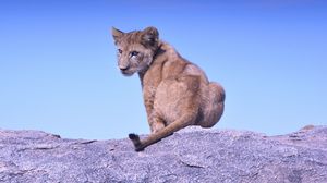 Preview wallpaper lion cub, predator, rock
