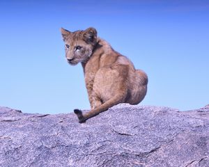 Preview wallpaper lion cub, predator, rock