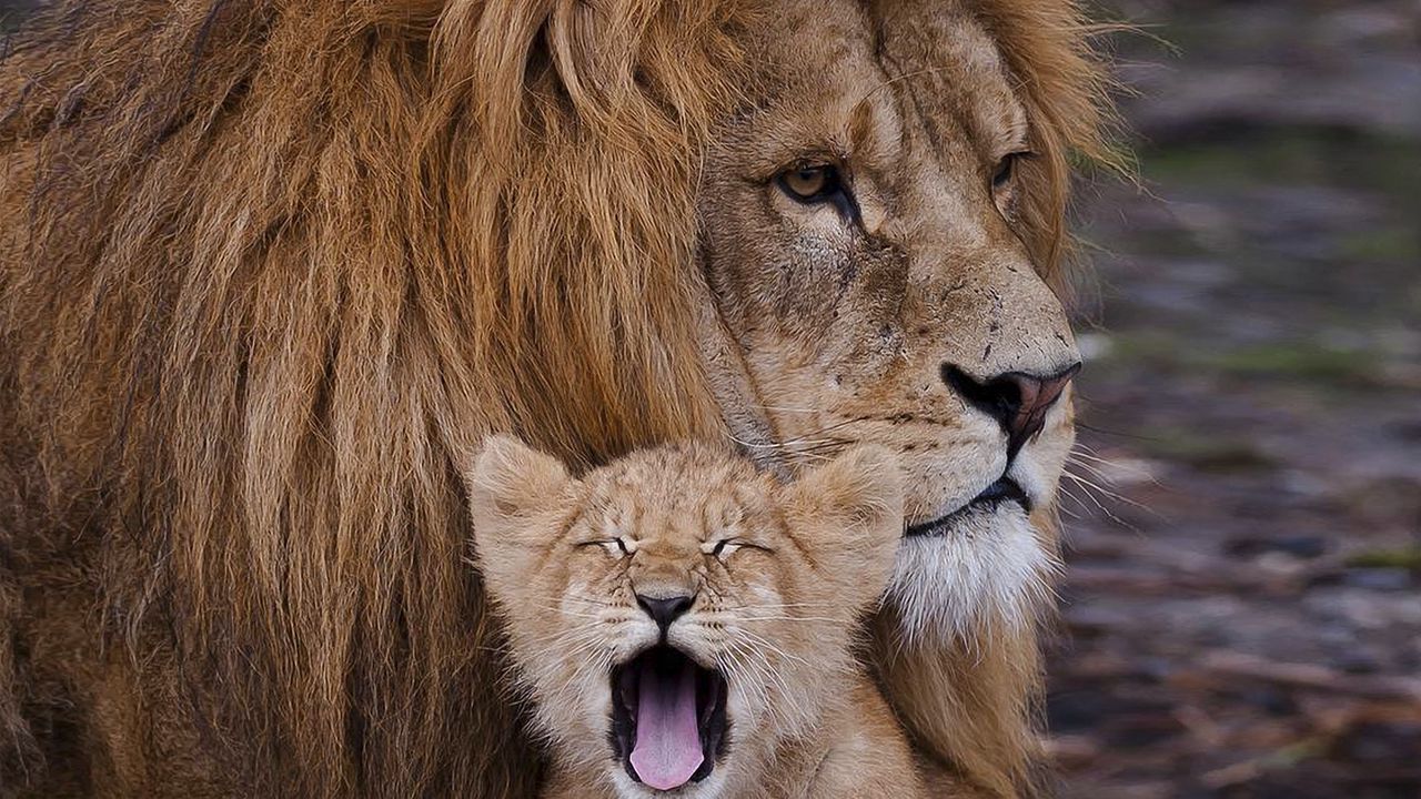 Wallpaper lion, cub, ravenous, beast, yawn