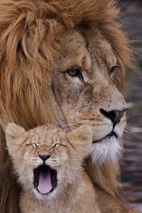 Preview wallpaper lion, cub, ravenous, beast, yawn