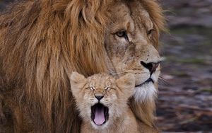 Preview wallpaper lion, cub, ravenous, beast, yawn