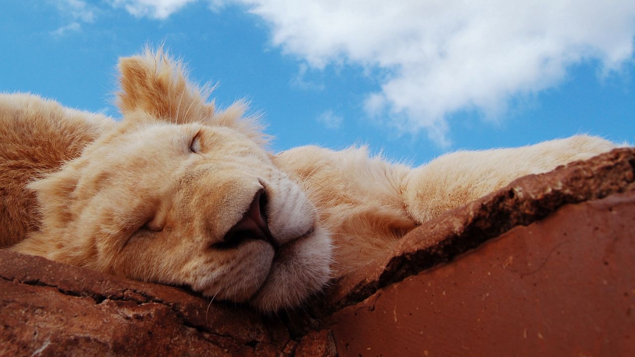 Wallpaper lion, cub, sleeping, snout