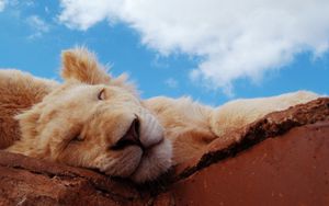 Preview wallpaper lion, cub, sleeping, snout