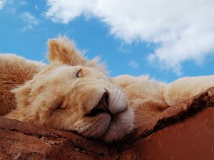 Preview wallpaper lion, cub, sleeping, snout