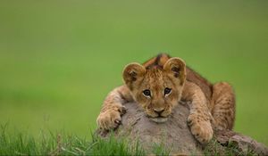 Preview wallpaper lion, cub, stone, lying