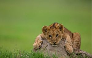 Preview wallpaper lion, cub, stone, lying