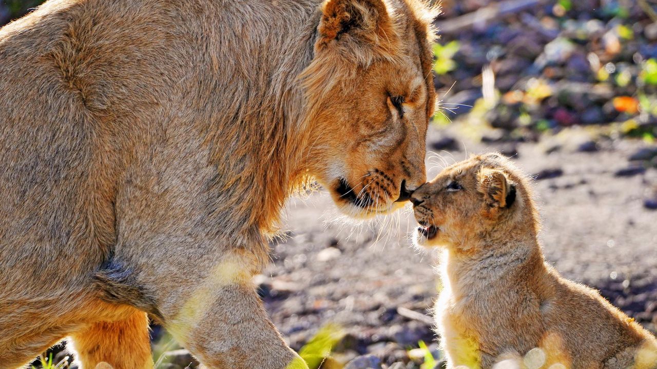Wallpaper lion, cub, tenderness, care