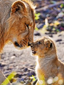 Preview wallpaper lion, cub, tenderness, care