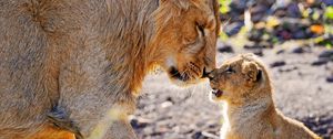 Preview wallpaper lion, cub, tenderness, care