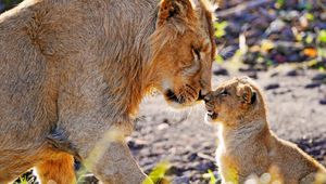 Preview wallpaper lion, cub, tenderness, care