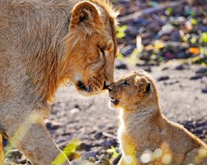 Preview wallpaper lion, cub, tenderness, care