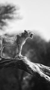 Preview wallpaper lion cub, tree, wildlife, black and white, blur