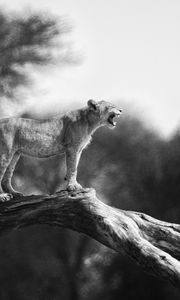 Preview wallpaper lion cub, tree, wildlife, black and white, blur