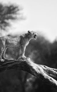 Preview wallpaper lion cub, tree, wildlife, black and white, blur