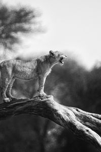 Preview wallpaper lion cub, tree, wildlife, black and white, blur