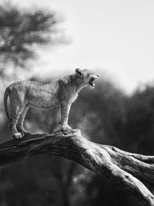 Preview wallpaper lion cub, tree, wildlife, black and white, blur