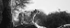 Preview wallpaper lion cub, tree, wildlife, black and white, blur