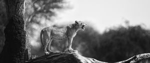 Preview wallpaper lion cub, tree, wildlife, black and white, blur