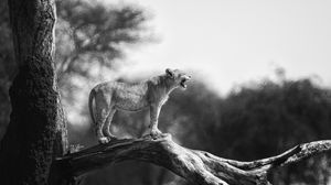 Preview wallpaper lion cub, tree, wildlife, black and white, blur
