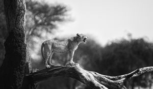 Preview wallpaper lion cub, tree, wildlife, black and white, blur