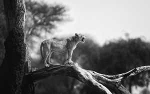 Preview wallpaper lion cub, tree, wildlife, black and white, blur