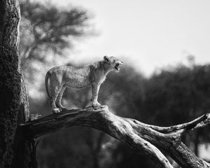 Preview wallpaper lion cub, tree, wildlife, black and white, blur