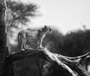 Preview wallpaper lion cub, tree, wildlife, black and white, blur