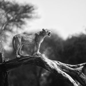 Preview wallpaper lion cub, tree, wildlife, black and white, blur