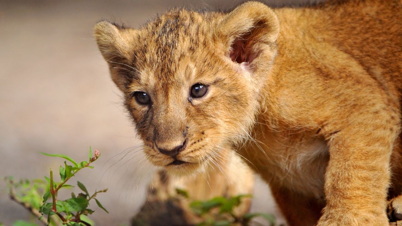 Wallpaper lion, cub, walk, curiosity, predator