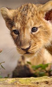 Preview wallpaper lion, cub, walk, curiosity, predator