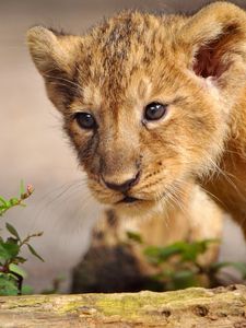 Preview wallpaper lion, cub, walk, curiosity, predator