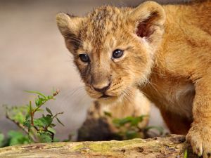 Preview wallpaper lion, cub, walk, curiosity, predator